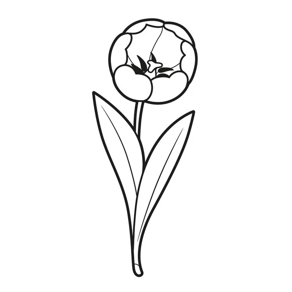 Grande Fleur Tulipe Dessinée Pour Livre Colorier Isolé Sur Fond — Image vectorielle
