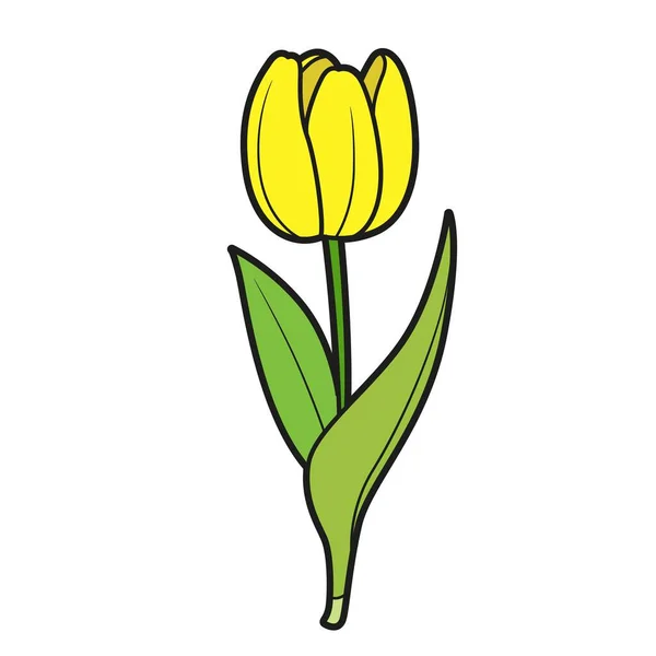 Tulip Μισό Κλειστό Λουλούδι Παραλλαγή Χρώμα Για Βιβλίο Ζωγραφικής Απομονωμένο — Διανυσματικό Αρχείο