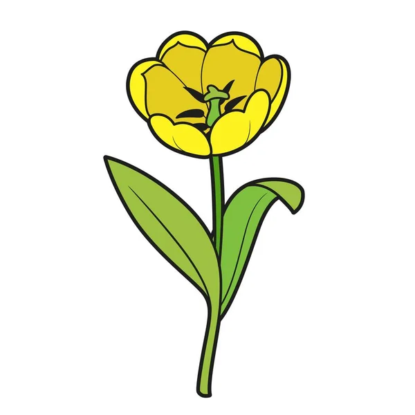 Tulipa Grande Variação Cor Flor Para Colorir Livro Isolado Fundo — Vetor de Stock