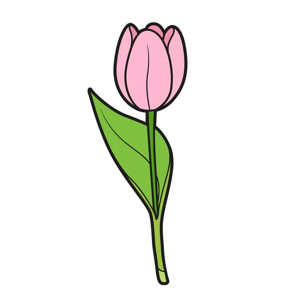 Half Closed Bud Tulip Color Variation Coloring Book Isolated White — Stock Vector