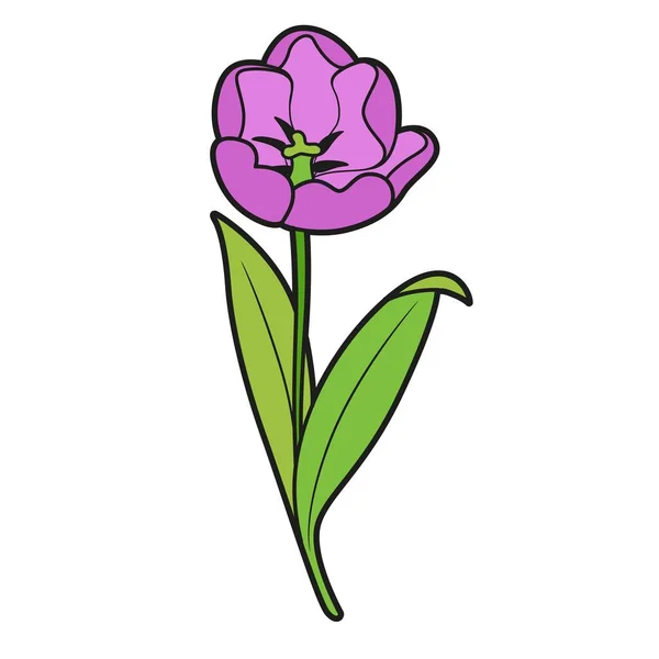 Violet Fleur Tulipe Variation Couleur Pour Livre Coloriage Isolé Sur — Image vectorielle