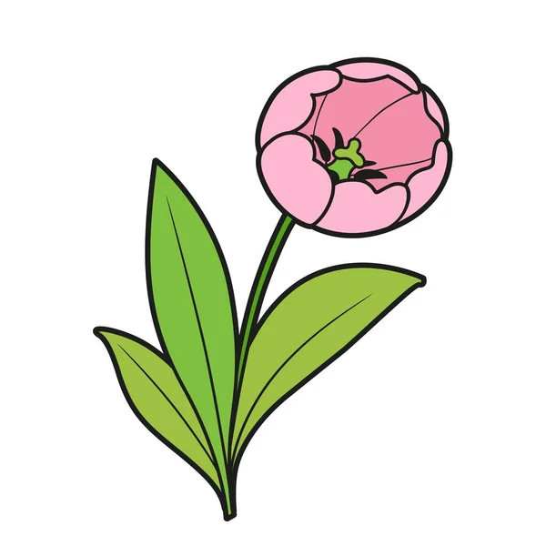 Rosa Tulpe Blume Farbvariante Für Malbuch Isoliert Auf Weißem Hintergrund — Stockvektor