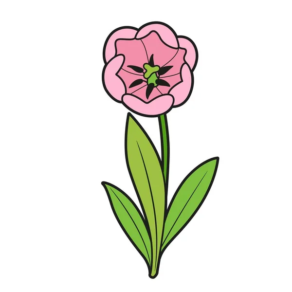 Rose Tulipe Floraison Grande Variation Couleur Des Fleurs Pour Livre — Image vectorielle