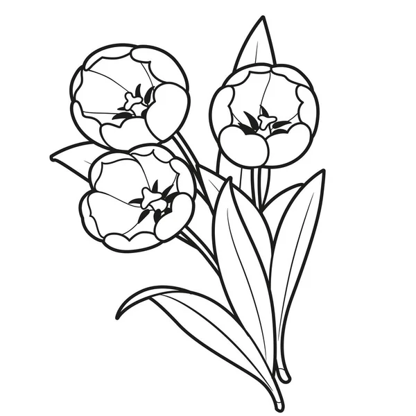 Bouquet Trois Fleurs Tulipes Dessinées Pour Livre Colorier Isolé Sur — Image vectorielle