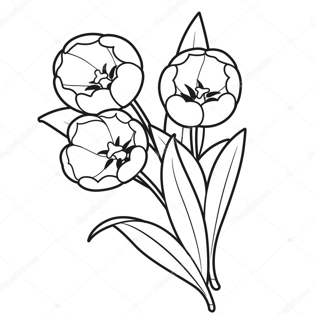 Ramo Tres Tulipanes Flores Delineadas Para Colorear Libro Aislado Sobre  Vector de stock por ©yadviga 551958336, image size:1024x1024