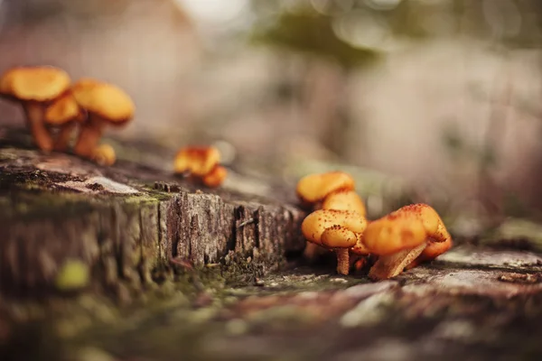 Mushroom. — Stock Photo, Image