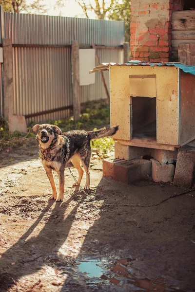 Cão. — Fotografia de Stock