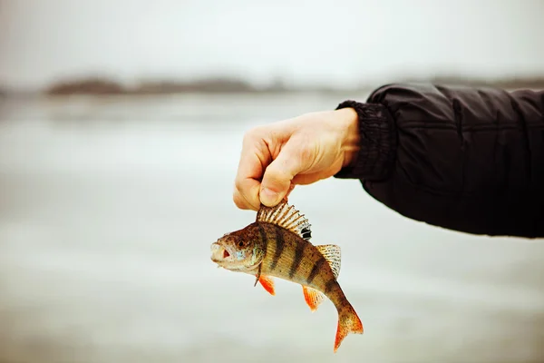 Pescado. — Foto de Stock