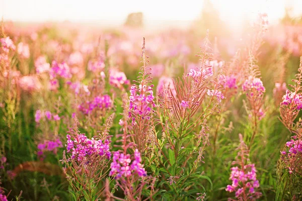 Blumen. — Stockfoto