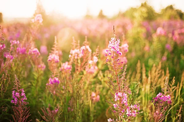 Flores. — Foto de Stock