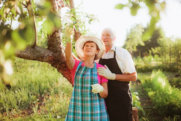 Gardener. — Stock Photo, Image