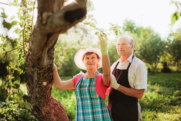 Trädgårdsmästare. — Stockfoto