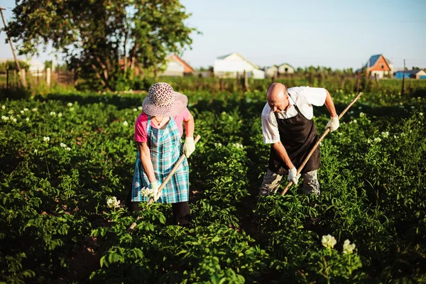 Gardener. — Stock Photo, Image