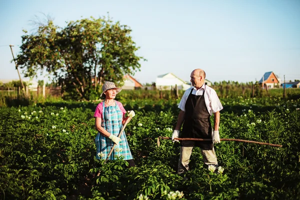 Gardener. — Stock Photo, Image