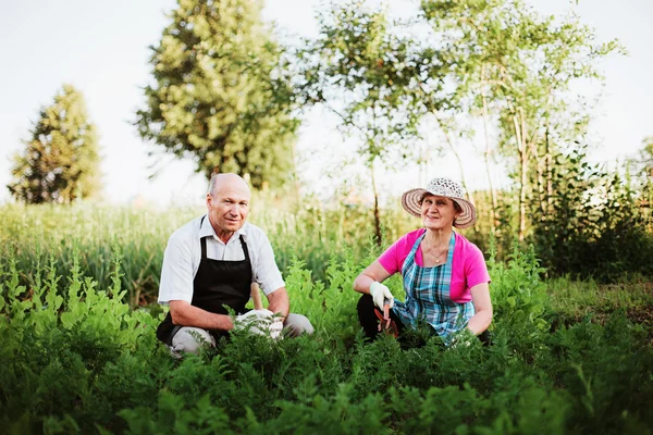 Gardener. — Stock Photo, Image