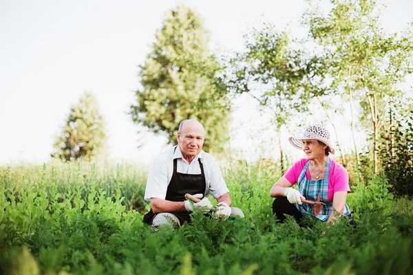 Trädgårdsmästare. — Stockfoto