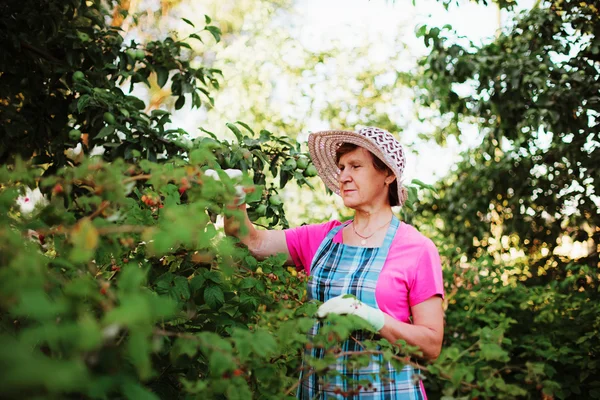 Gardener. — Stock Photo, Image