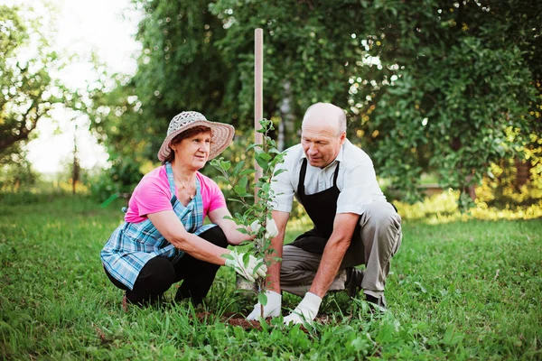 Gärtner. — Stockfoto