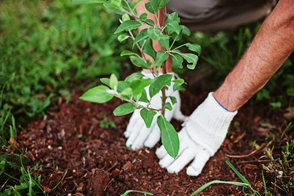 Giardino. — Foto Stock