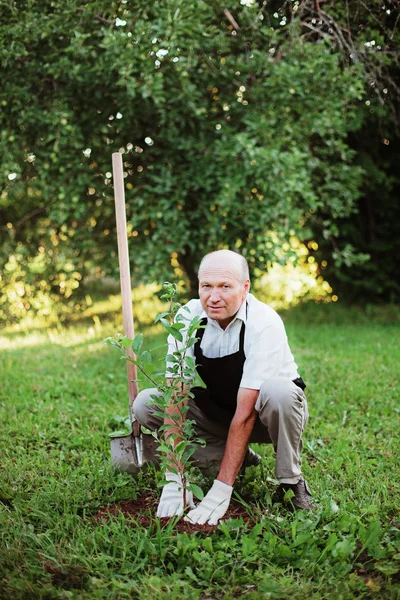 Trädgård. — Stockfoto