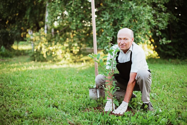 Giardino. — Foto Stock