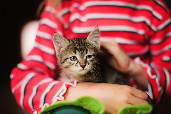 Gatito. —  Fotos de Stock