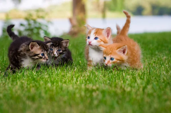 Vier kleine Kätzchen im Garten lizenzfreie Stockfotos