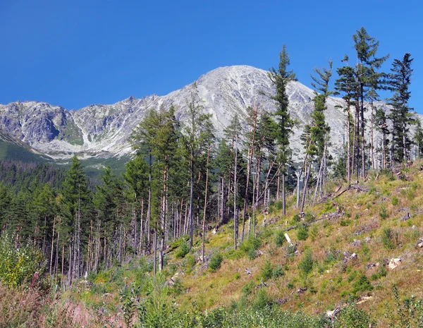 Beschadigde bos in hoge Tatra — Stockfoto