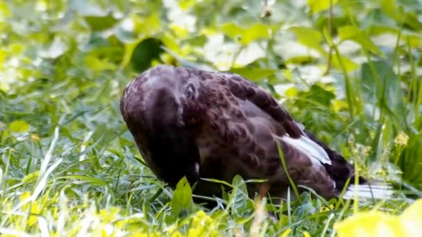 Hane av vildand i grönt gräs — Stockvideo