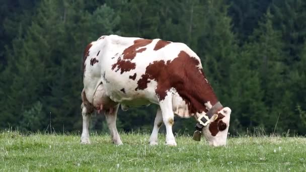 Pâturage de vaches brunes et blanches dans la prairie 