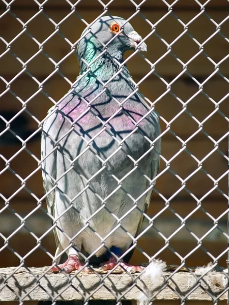 Один голубь в клетке — стоковое фото