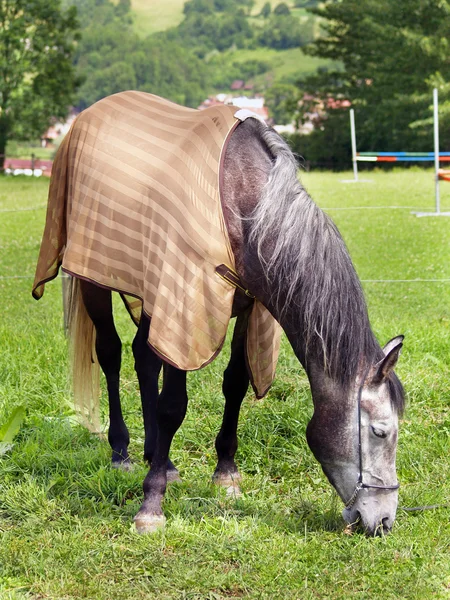 Trituração de cavalos em Meadow — Fotografia de Stock