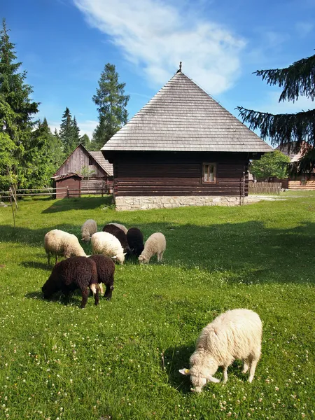 Moutons près de la maison populaire à Pribylina Image En Vente