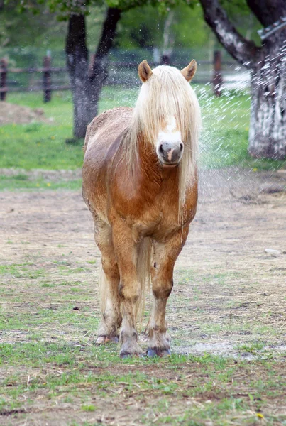 Pony met lange haren — Stockfoto