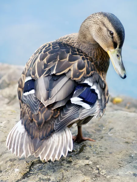 Female mallard duck — Stock Photo, Image