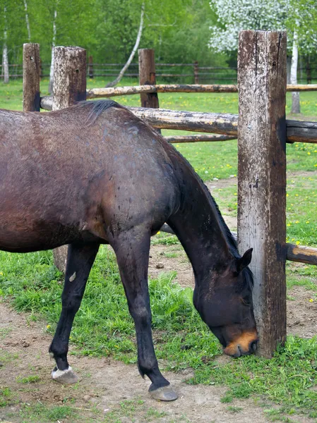 Μαύρο άλογο τρώει χόρτο στο ράντσο — Φωτογραφία Αρχείου