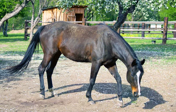 Cavallo in paddock — Foto Stock