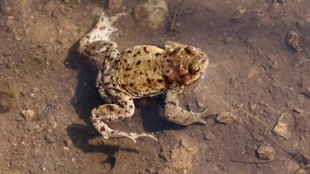 Европейская жаба, спокойно сидящая (лат.: Bufo bufo) — стоковое видео