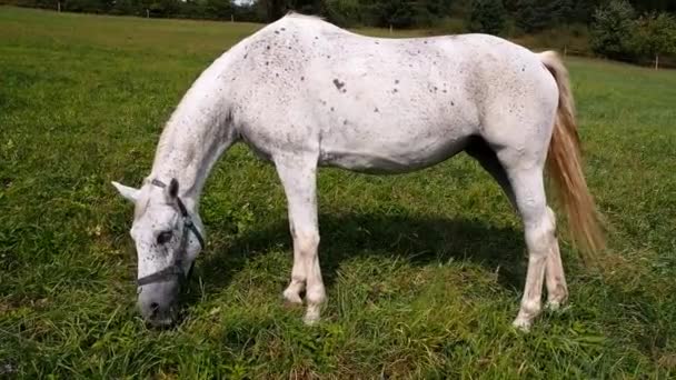 Cavallo bianco al pascolo — Video Stock