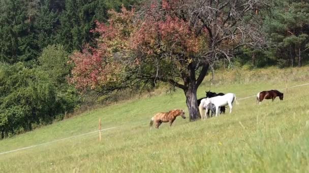 Muitos cavalos sob a árvore vermelha — Vídeo de Stock