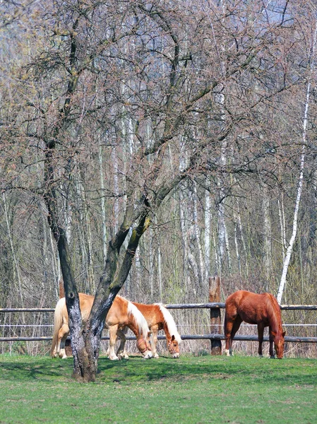 Caballos pastando en el campo — Foto de Stock