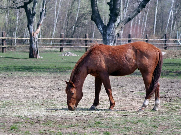 フィールドでの馬の放牧 — ストック写真