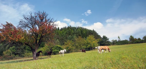 马放牧的全景图 — 图库照片