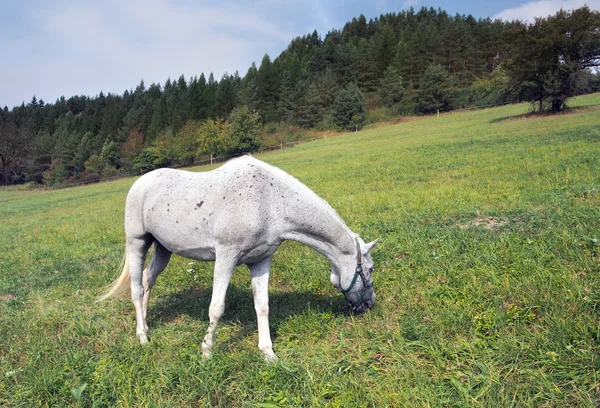 Vit häst betande — Stockfoto