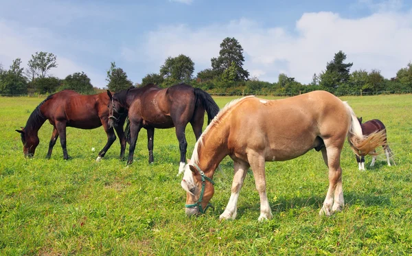 Caballos pastando — Foto de Stock