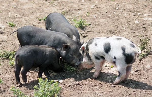 Four piglets — Stock Photo, Image