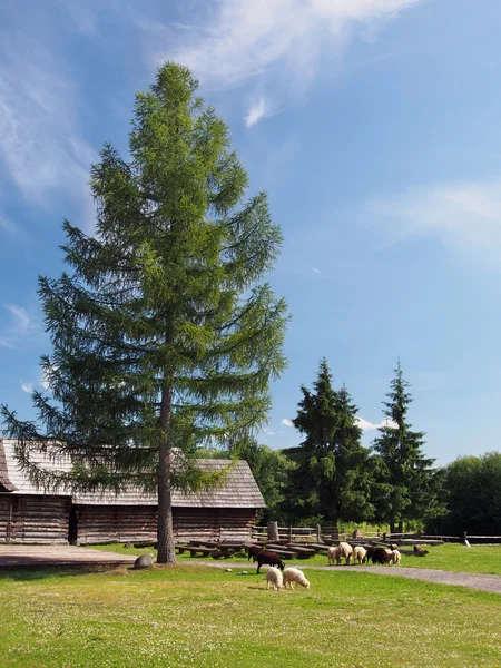 Sheep under the tree in Pribylina — Stok fotoğraf