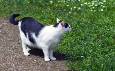 kedi ayakta ve seyir