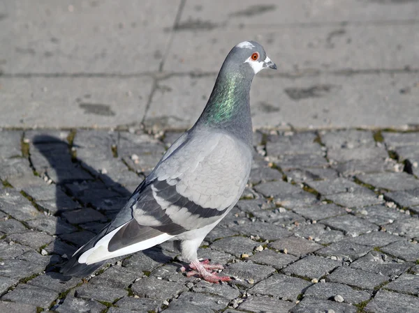 灰色の石鳩または一般的な鳩 — ストック写真