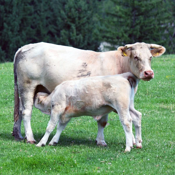 小牛从母牛饲养 — 图库照片
